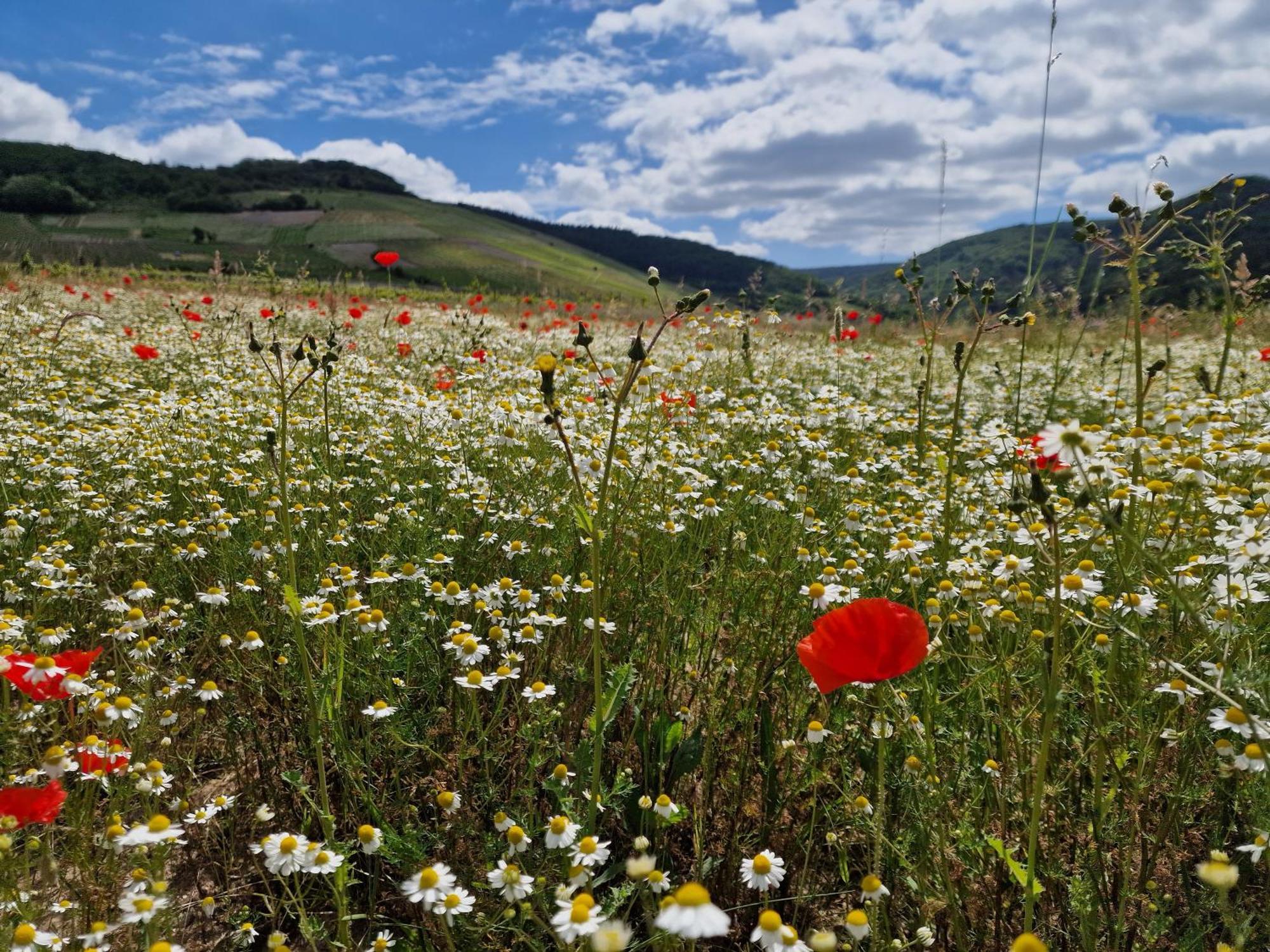 Das Rote Ferienhaus Terlinden Lieser Εξωτερικό φωτογραφία